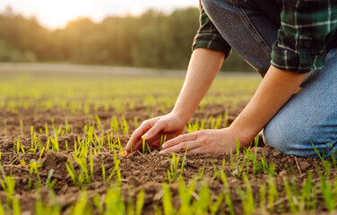 Fototapeta na wymiar New harvest. Farmer analysis the progress of the new seeding growth. Concept of gardening, ecology.
