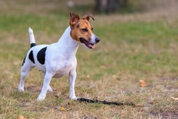 A cute Jack Russell Terrier dog walks in a clearing in the forest. Pet portrait with selective focus and copy space
