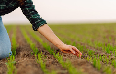New harvest. Farmer analysis the progress of the new seeding growth. Concept of gardening, ecology.
