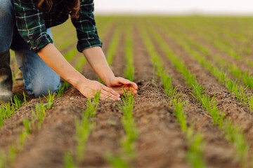 New harvest. Farmer analysis the progress of the new seeding growth. Concept of gardening, ecology.