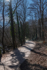 A path in the forest