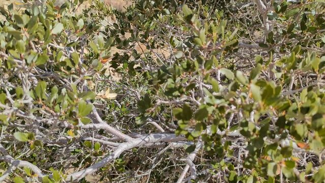 Shrub Live Oak (Quercus turbinella) close-up wide pan shot in the desert