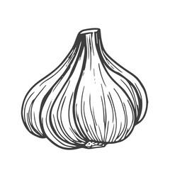 Garlic outline vector illustration. Farm market product, isolated vegetable, doodle garlic sketch.