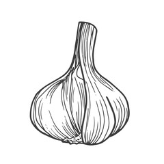 Garlic outline vector illustration. Farm market product, isolated vegetable, doodle garlic sketch.