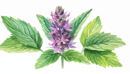 watercolor drawing flower of Korean mint, Patchouli, wrinkled giant hyssop,Agastache rugosa, herb of traditional chinese medicine, hand drawn illustration