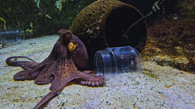 Close up view of a small octopus moving around the sea ground.