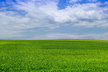Fototapeta na wymiar agricultural field with green wheat on a hill with beautiful sky
