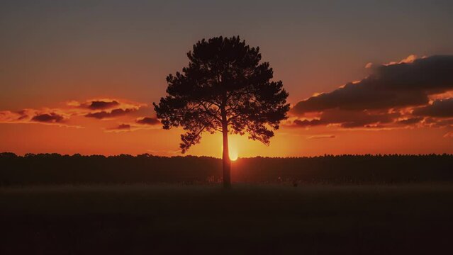 A lone trees silhouette is the only feature visible against the vibrant orange hues of a backlit sunset.
