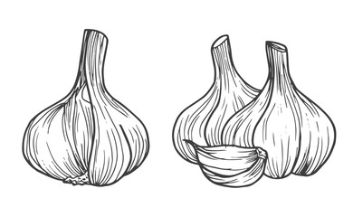 Garlic doodle sketch set in vector - obrazy, fototapety, plakaty