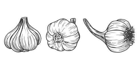 Doodle garlic sketch set in vector