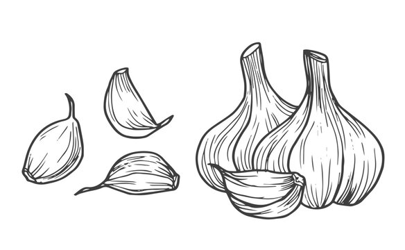 Garlic. Hand-drawn illustration converted to vectors.