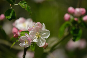 Obraz na płótnie Canvas Apple Blossom flowers