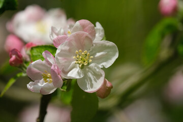 Fototapeta na wymiar Apple Blossom flowers