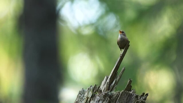 A mousy little bird, the Eurasian wren perched on a dead tree and singing on a spring evening in Estonian boreal forest, Northern Europe
