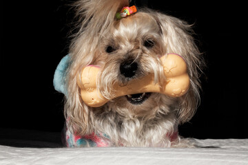 perro con hueso de juguete