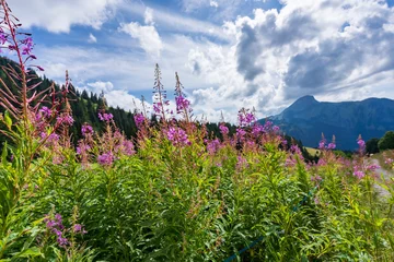 Keuken spatwand met foto Les fleurs en Montagne- Chatel France © nada12