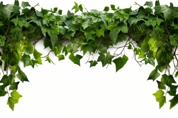 Fototapeta na wymiar Botanical green leaves with square frame creative layout white background