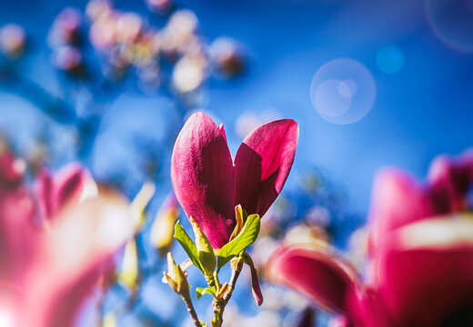 pink magnolia flower in the spring