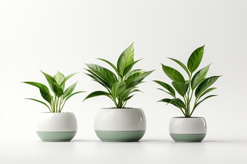 Green plants and white pots on a white background. Growing succulents for home garden, 3d render illustration - obrazy, fototapety, plakaty