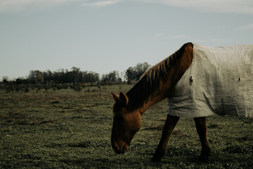 Horse, Caballo comiendo pasto, caballo alimentándose, animal campestre, caballo comiendo pasto al atardecer.  - obrazy, fototapety, plakaty