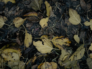 Suelo con hojas de árbol en Otoño, suelo húmedo.