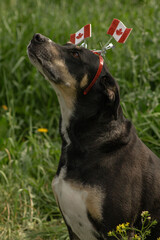 Cute Sweet Happy Canada Day Celebrating Dog with Green Grass Background Facing Left