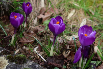 Krokusse in nat&uuml;rlicher Umgebung