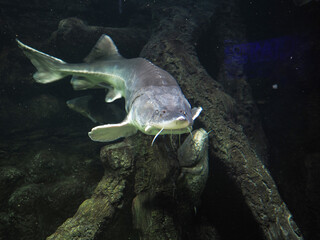 Atlantic sturgeon, large sturgeon in a marine aquarium. High quality photo