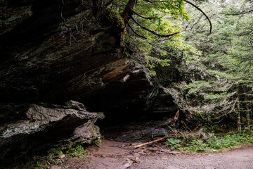 Beautiful mountain forest with plants, ferns, tall old trees, large stones in summer