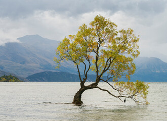 The Wanaka Tree, Lake Wanaka, Otago, Südinsel, Neuseeland, Ozeanien