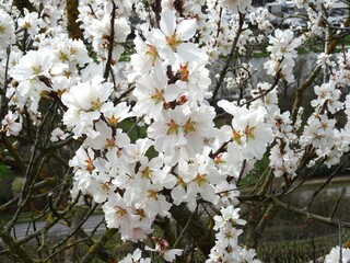 Mandelbaum Blüte