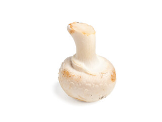 White mushroom on a transparent PNG background. White mushroom close-up.