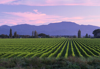 Weinbau, Awatere Valley, Marlborough, Südinsel, Neuseeland, Ozeanien