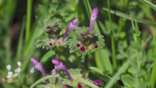 大和川河川敷に咲くホトケノザの花