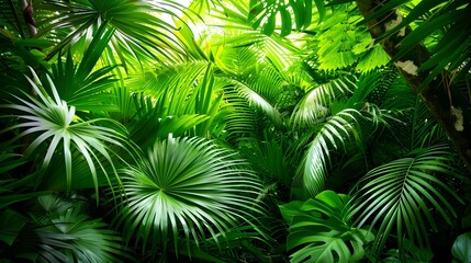 Beautiful tropical garden with green palm leaves in green forest. Rain forest backdrop idea for wallpaper beauty in nature.
