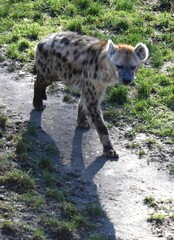 spotted hyena walking along a path outdoors