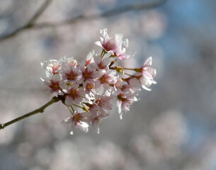 啓翁桜