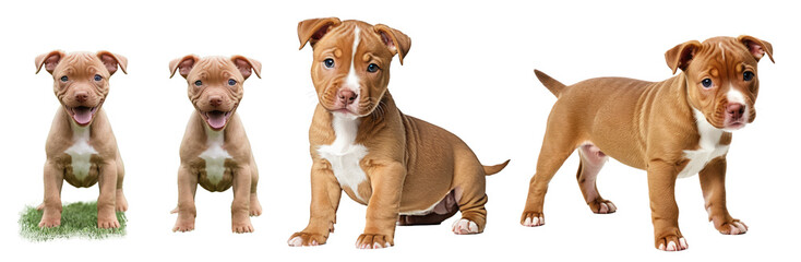 Red nose pitbull puppy isolated on transparent background or white background, different positions, puppy standing and sitting, front and side view, looking at the camera, PNG - obrazy, fototapety, plakaty