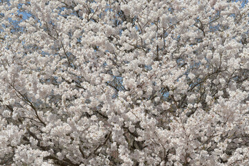 満開の桜　花模様