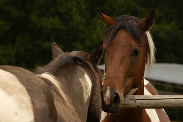 Bay Tobiano Coat Colour Pattern Female Paint Horse Mare in Heat Greets Buckskin Gelding over the Fence with Space for Text