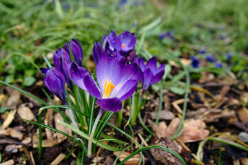 Spring crocus flowers blooming in the grass