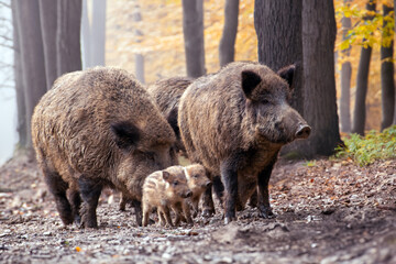 Naklejka na ściany i meble Wildschweinfamilie im Herbstwald