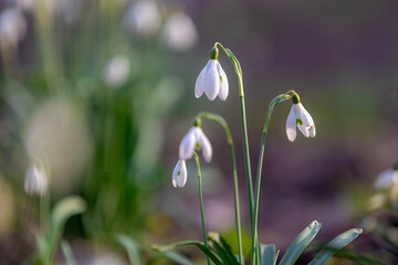 Selective focus group of white small flower, Galanthus nivalis growing on the ground, Snowdrop is the best known and most widespread of the 20 species in its genus, Galanthus, Nature floral background