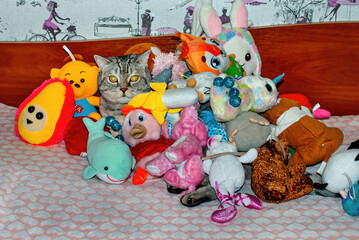 The grey cat burrowed into the stuffed animals.