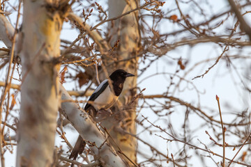 Magpie sitting on a branch of a tree in the winter.
