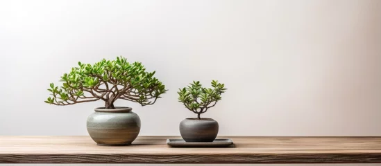 Foto op Canvas Two small trees are placed on top of a vintage wooden table, creating a natural and simplistic decor. The bonsai trees add a touch of greenery to the space, enhancing the zen concept of the room. © Vusal