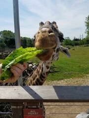 giraffe feeding at the zoo