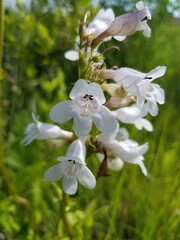 white flowers in the wind