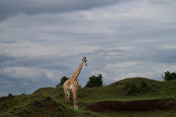 Obraz premium giraffe walking straight ahead among the monticules