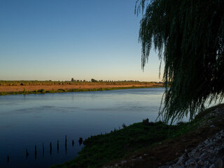 Willow tree silhouette by Tagus river in the sunset light